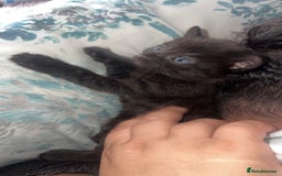 Siamese cats for sale: Mix cats tortoiseshell cat with Siamese cat  - Image 4