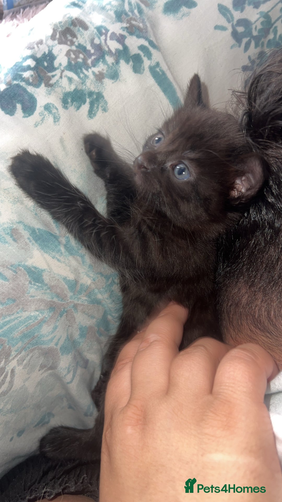 Siamese cats for sale: Mix cats tortoiseshell cat with Siamese cat  - Image 4