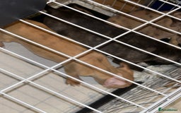 Mastiff dogs for sale: Mastiff X Puppies Looking for Forever Homes - Image 9