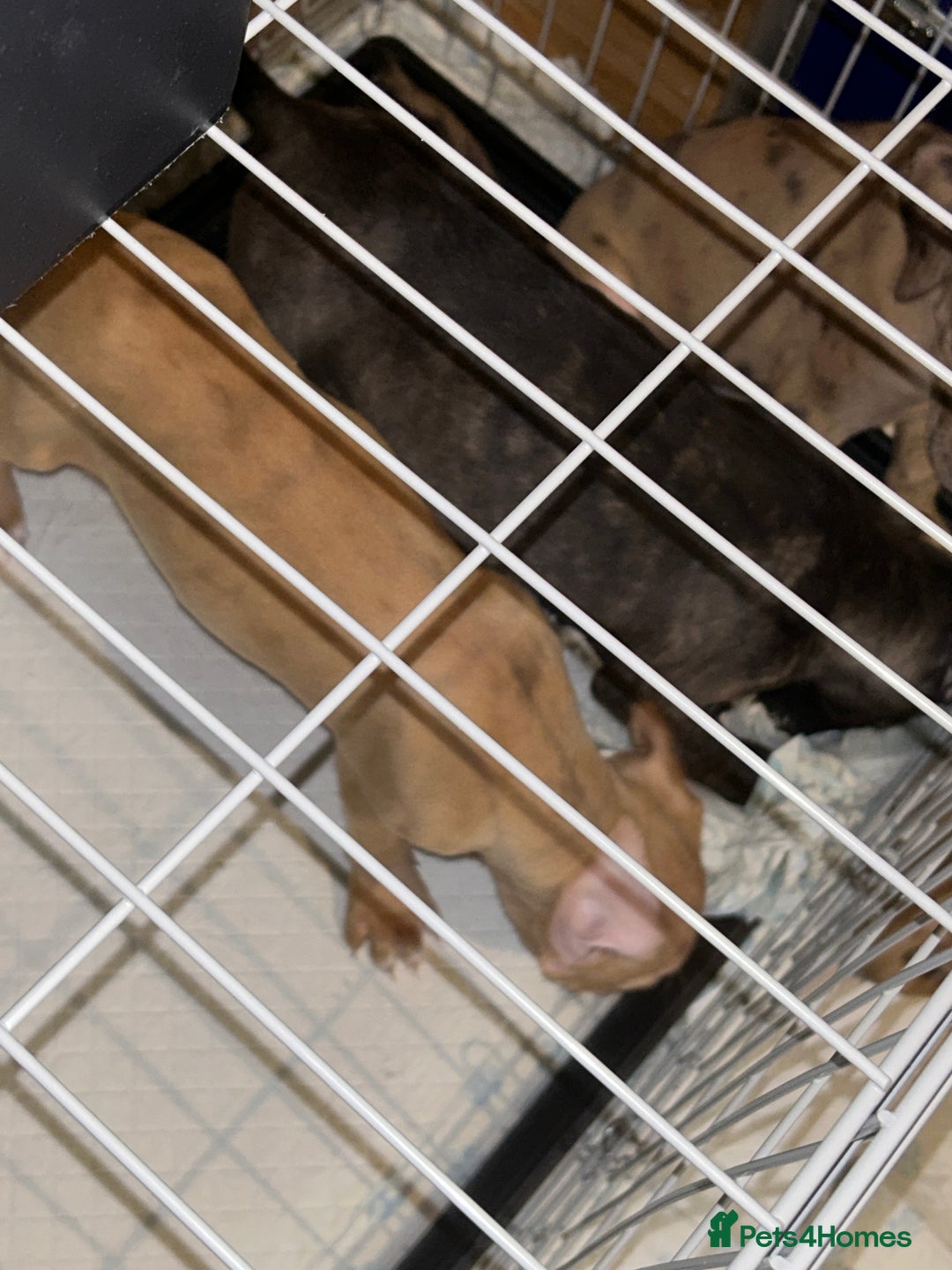 Mastiff dogs for sale: Mastiff X Puppies Looking for Forever Homes - Image 9