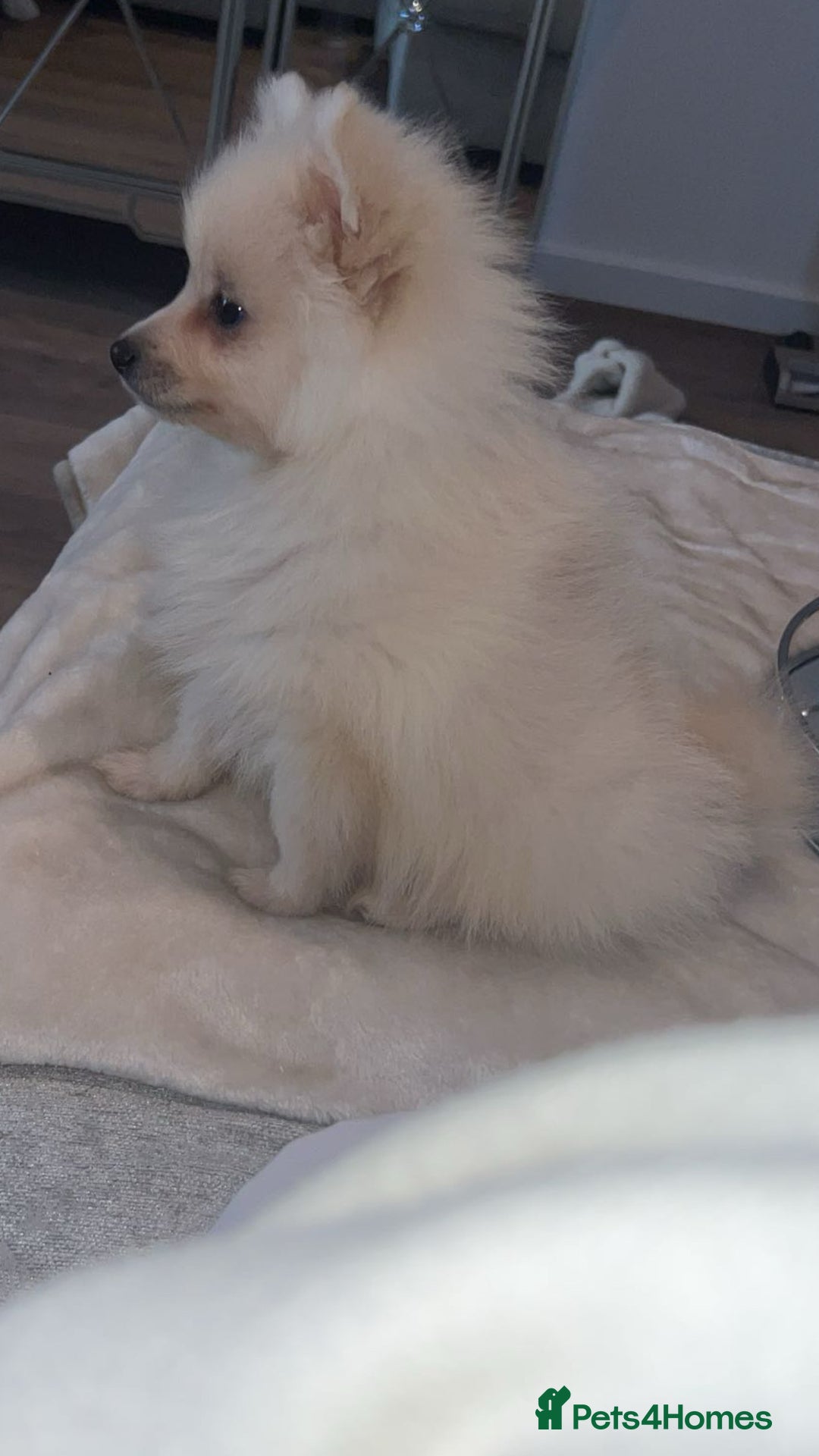 Pomeranian dogs for sale: Pomeranian boy puppy  - Advert 2