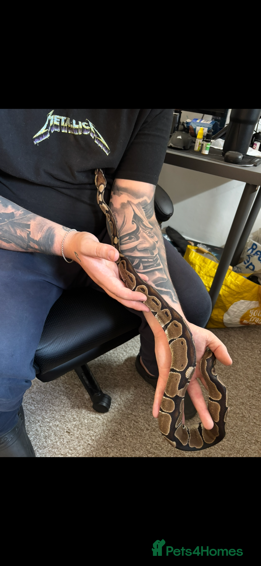 Python Snake reptiles for sale: Reggie the Loving Royal Python - 3 Years Old - Image 6