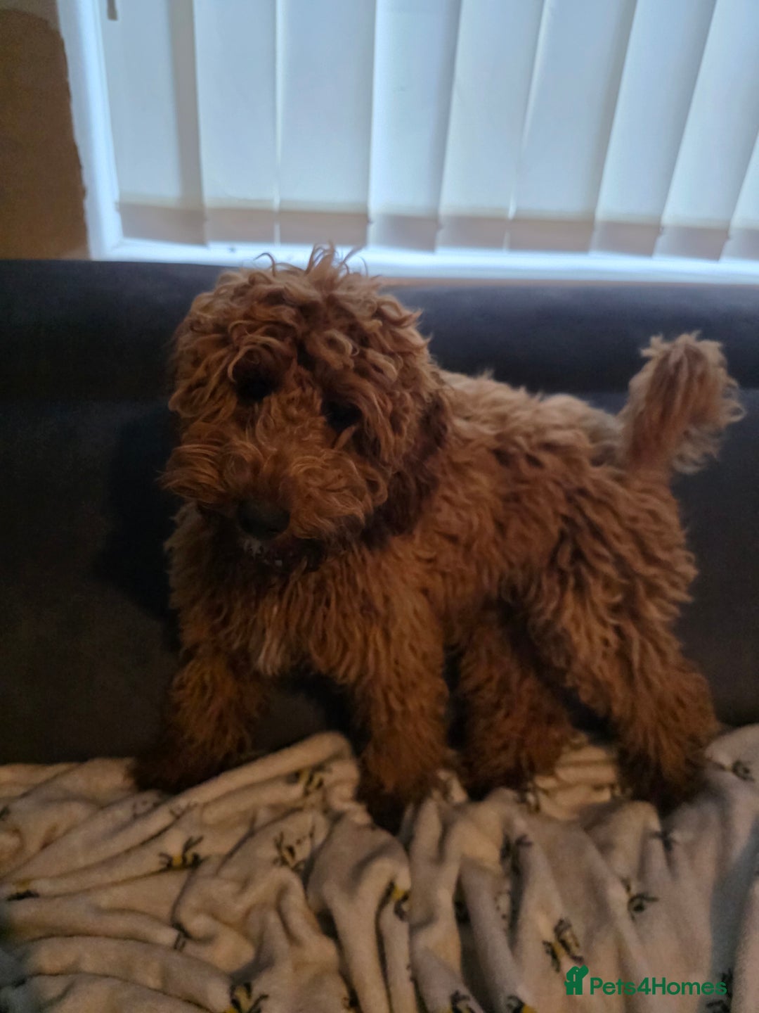 Cockapoo dogs for sale: Female cockapooF2B - Image 4