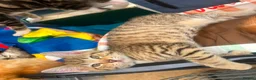 Mixed Breed cats for sale: Adorable kittens - Advert 20
