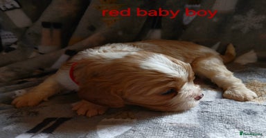 Cavalier King Charles Spaniel dogs - Advert 10