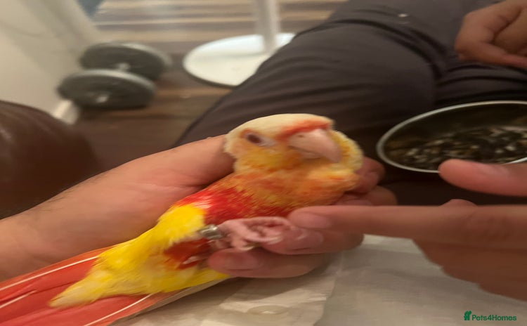 Conures birds - Advert 7