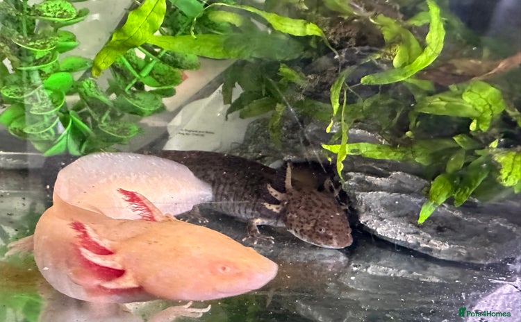Axolotl reptiles in Grantham - Advert 5