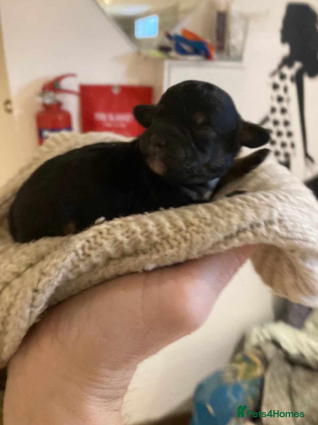 Cavapoo dogs for sale: Phantom Toy cavapoo puppies  - Image 4