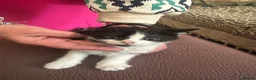 Mixed Breed cats for sale: Kittens  in Staines - Advert 2
