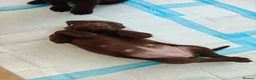 Labrador Retriever dogs for sale:  Gorgeous Female Pedigree Choccy Lab - 1 left! - Advert 6