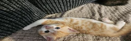Mixed Breed cats for sale: 3 beautiful kittens  in Stockton-on-Tees - Advert 14