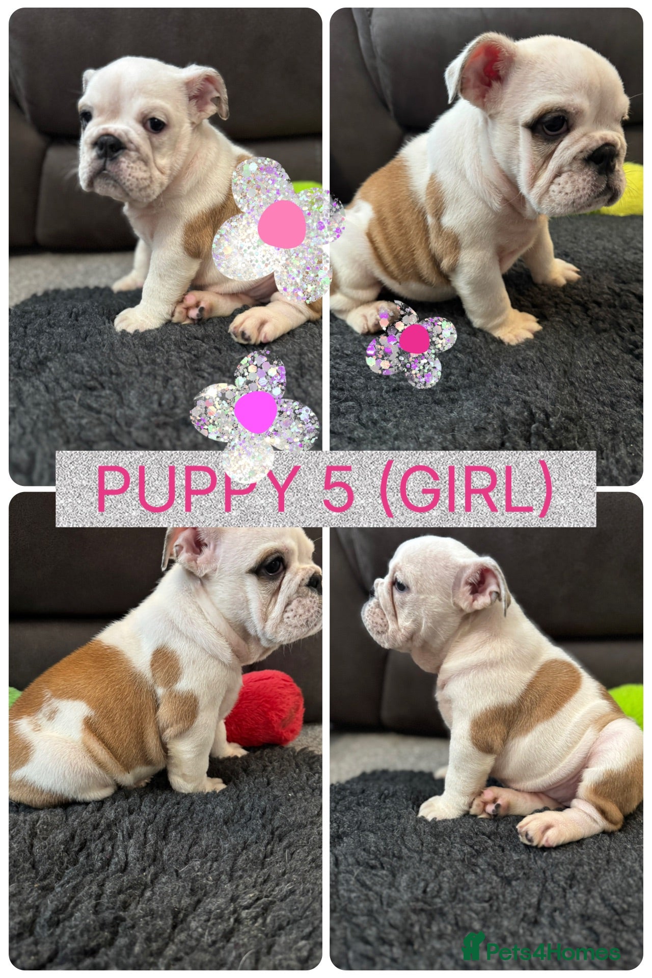 English Bulldog dogs KC REG Red/White English Bulldogs READY NOW!! - Advert 4