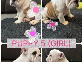 English Bulldog dogs KC REG Red/White English Bulldogs READY NOW!! - Advert 1