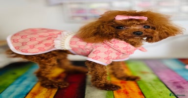 Toy Poodle dogs - Advert 15