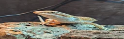Bearded Dragon reptiles for sale: Orange Bearded Dragon with Complete 4ft Setup in Bolton - Advert 5