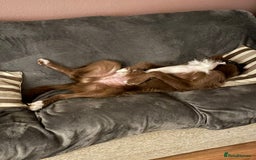 Mixed Breed dogs for sale: Cross collie / bearded collie - Image 7