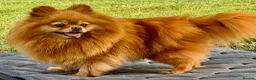Pomeranian dogs for adoption: Juliet – Female Pomeranian (Young Rescue) - Advert 3