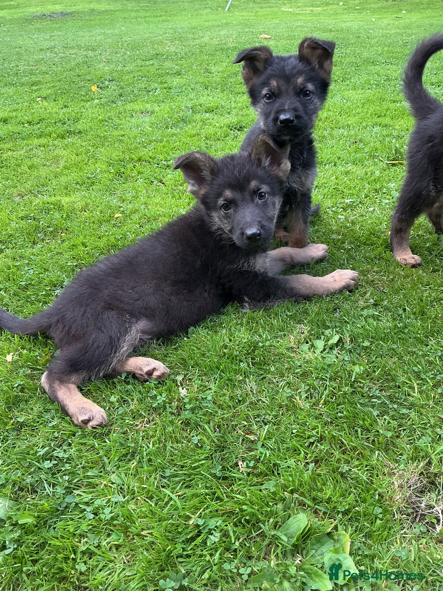 German Shepherd dogs Big chunky farm bred German shepherds ready now. - Advert 6