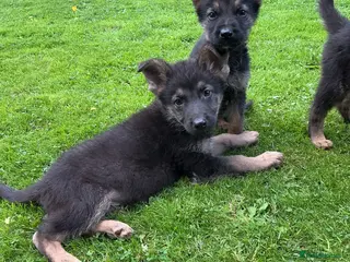 German Shepherd dogs Big chunky farm bred German shepherds ready now. - Advert 6