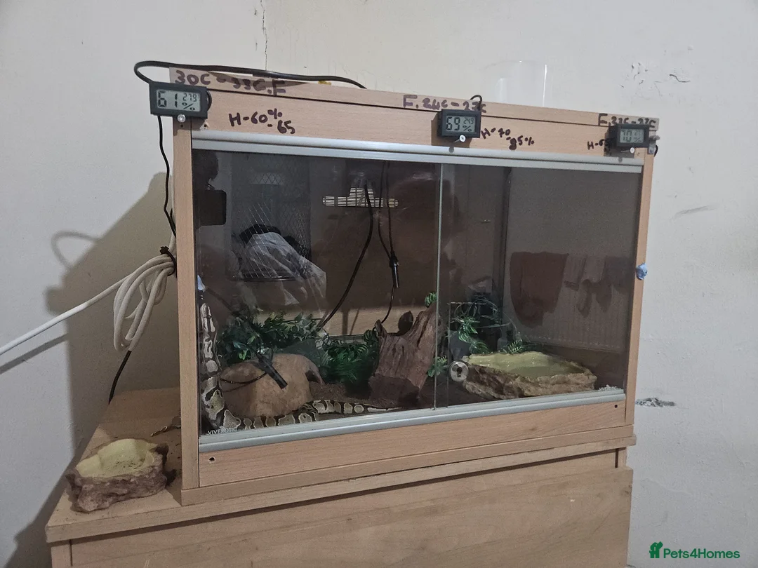 Python Snake reptiles for sale: Fire het desert ghost royal python with full setup - Advert 4