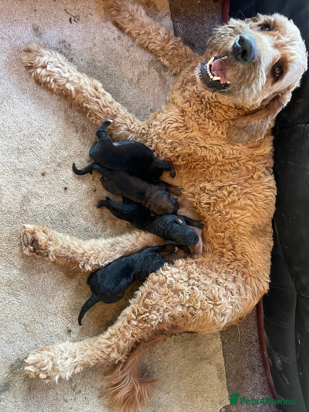 Bernedoodle dogs for sale: Bernese x poodle - Image 9