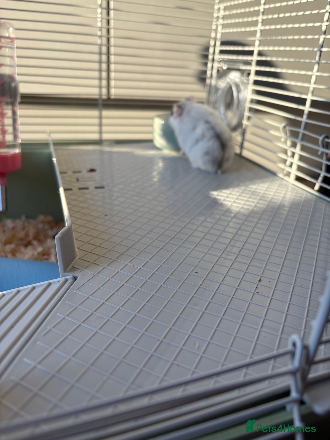 Hamster rodents for sale: Hamster Bean - Advert 10