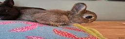 Netherland Dwarf rabbits for sale: Exceptional Netherland Dwarf, extremely tame - Advert 6