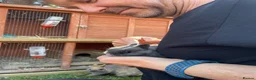 Netherland Dwarf rabbits for sale: Sweet Netherland Dwarf Kits - Advert 6