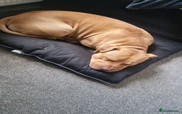 Mixed Breed dogs for sale: Loving Dog Looking for a Forever Home! - Advert 13