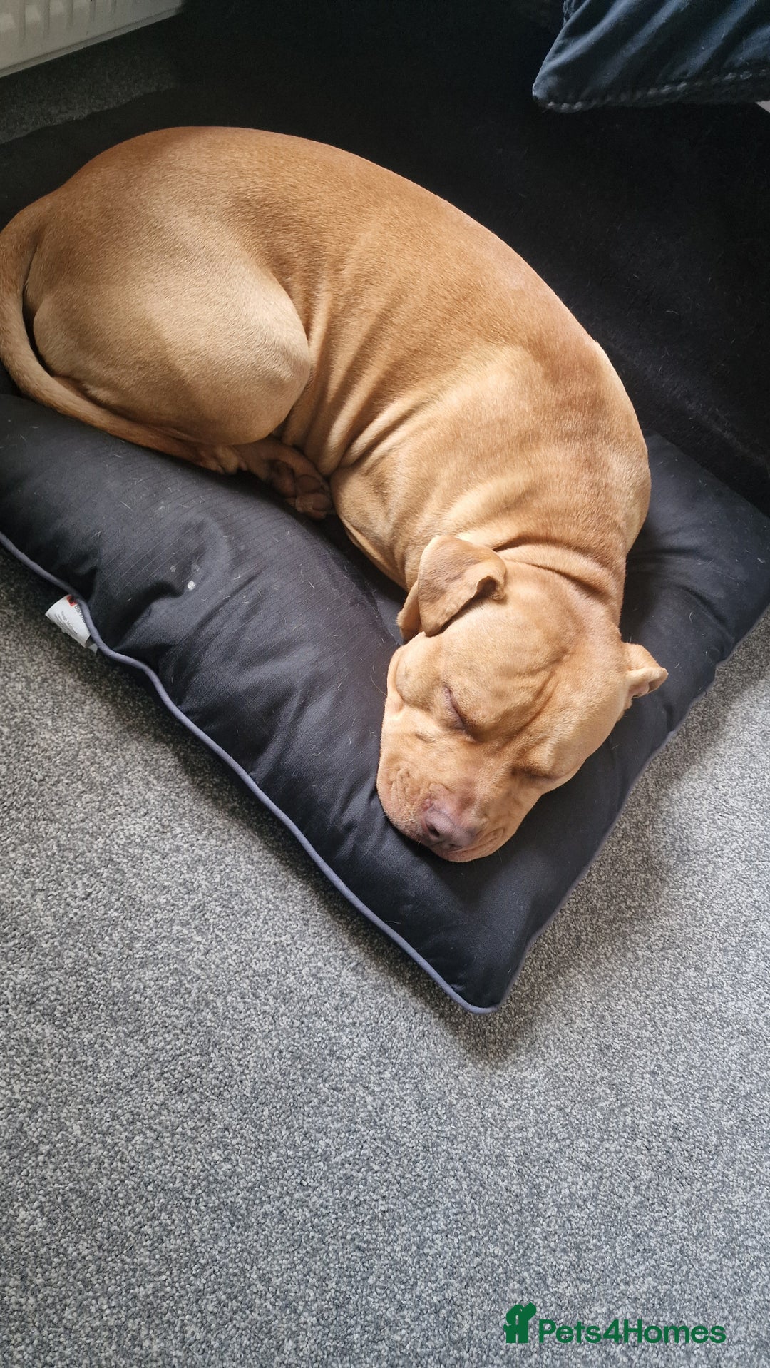 Mixed Breed dogs for sale: Loving Dog Looking for a Forever Home! - Advert 13