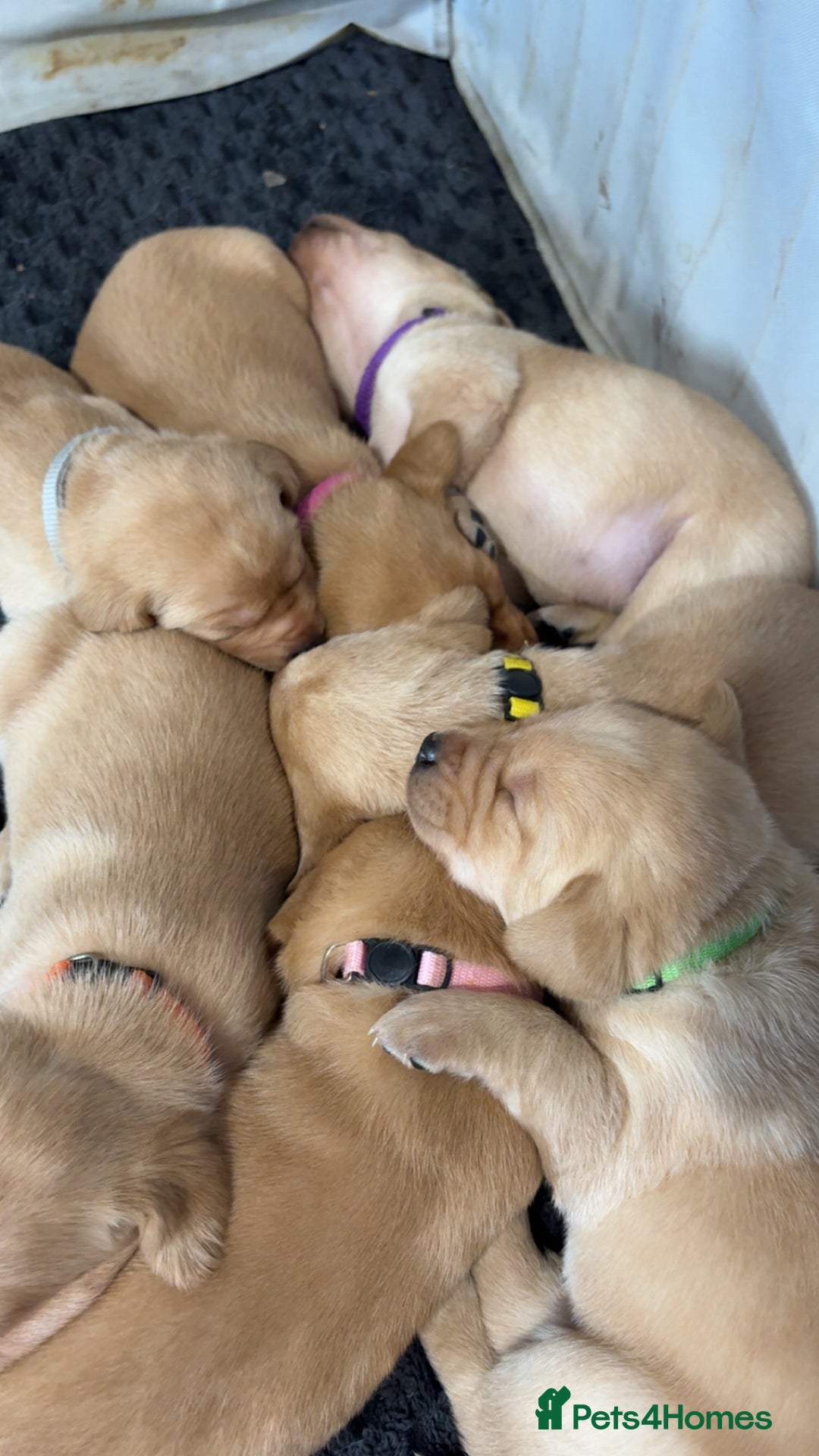 Labrador Retriever dogs for sale: Beautiful Labrador Pup - Advert 6