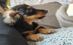 Mixed Breed dogs for sale: 75% Dachshund Cross Puppies - 4 Boys Available - Image 11