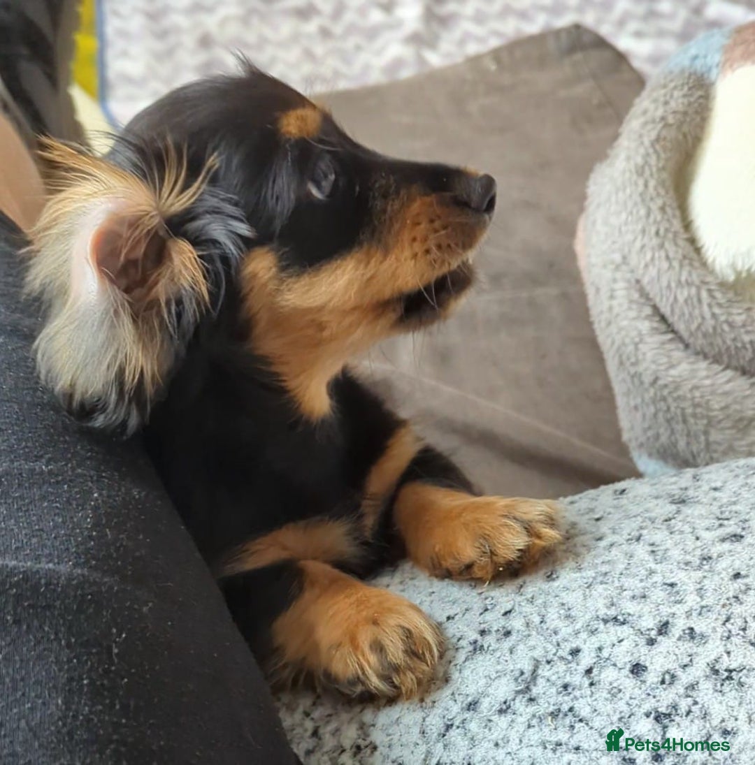 Mixed Breed dogs for sale: 75% Dachshund Cross Puppies - 4 Boys Available - Image 11