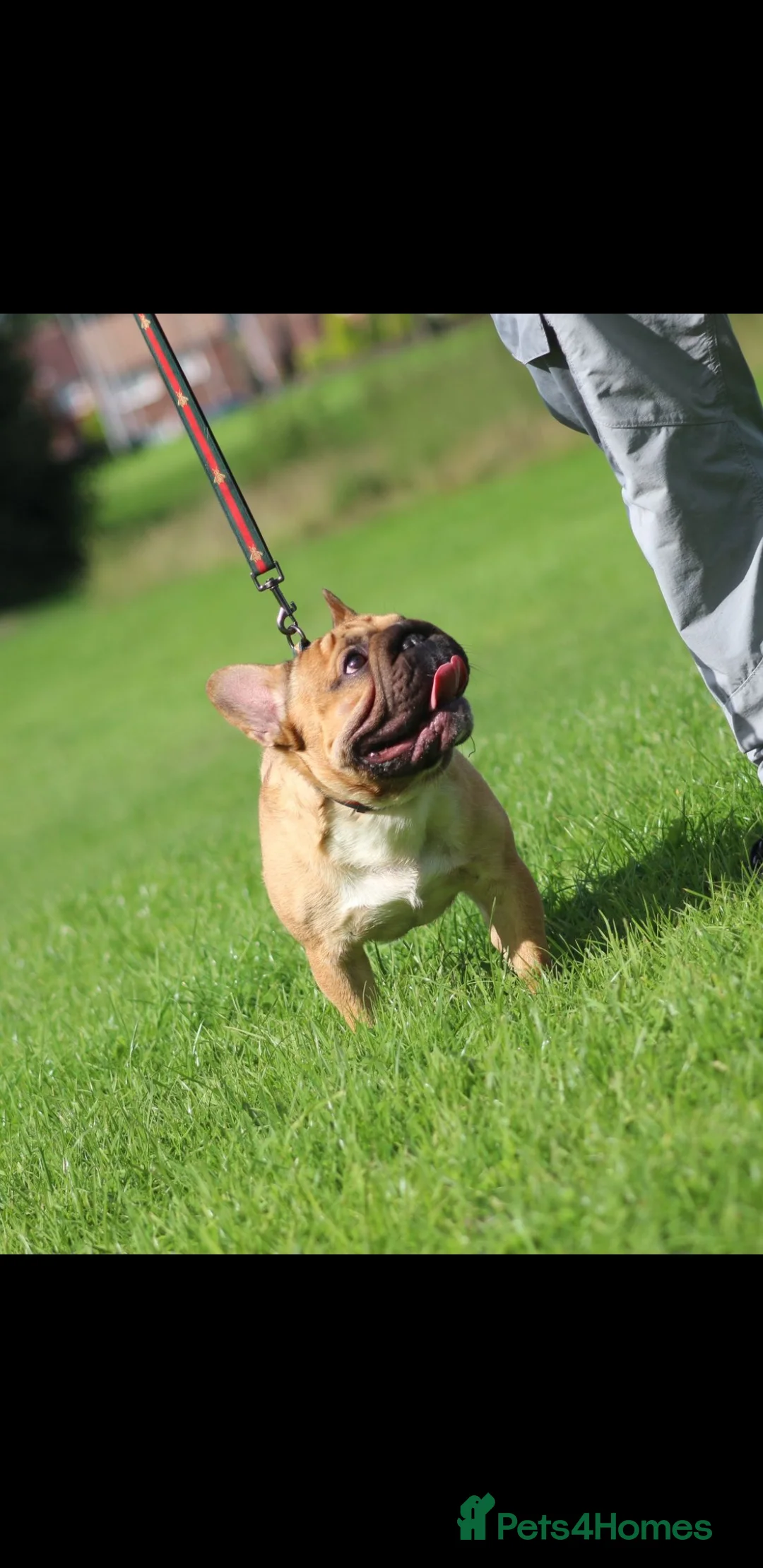 French Bulldog dogs for stud: French bulldog  in Manchester - Advert 15
