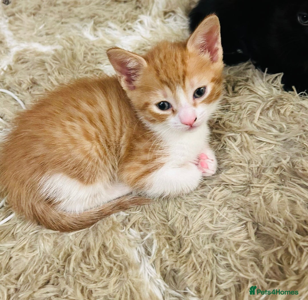 Mixed Breed cats for sale: Mixed breed kittens  - Advert 4