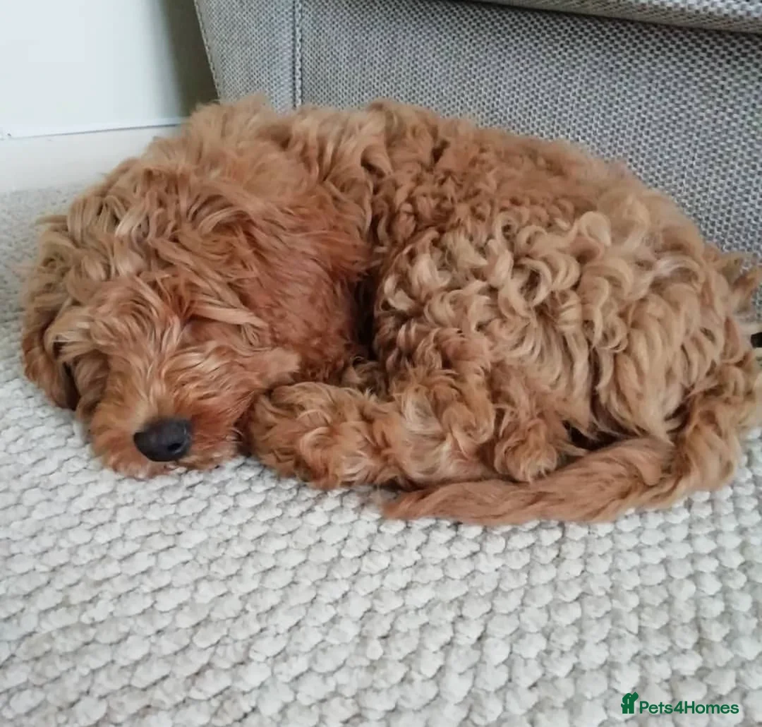 Labradoodle dogs for stud: Australian Labradoodle Stud (Health Tested) in Great Yarmouth - Advert 22
