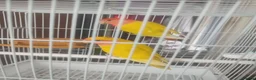 Lovebirds birds for sale: Love bird  - Advert 6