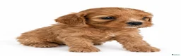Cavapoo dogs for sale: Only One Female Cavapoo Puppy Left – Apricot Girl - Advert 20