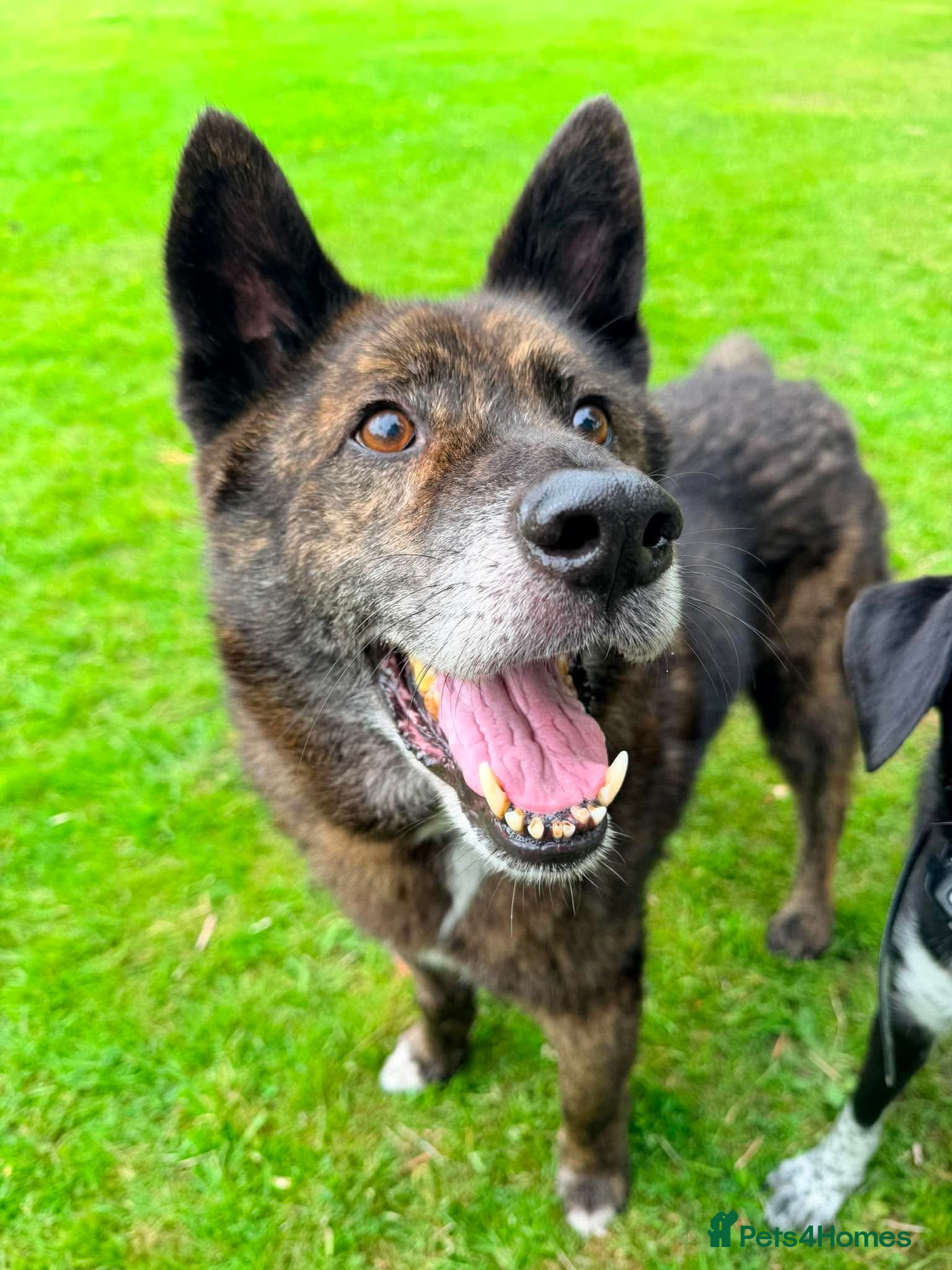 Mixed Breed dogs Meet Leroy 💙 - Advert 5