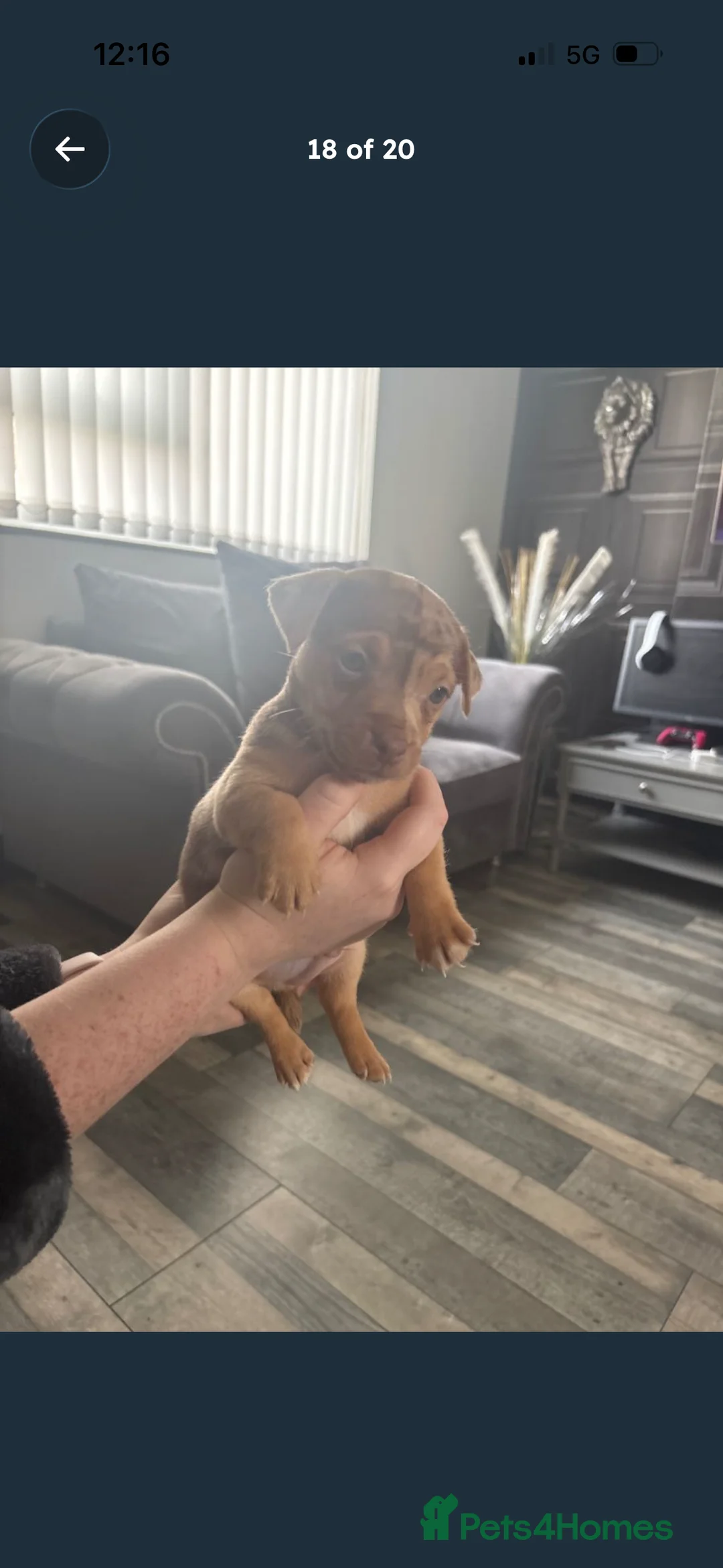 Jack Russell dogs for sale: Full jack russell puppies  - Advert 6