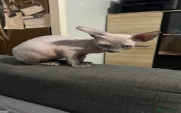 Sphynx cats for sale: Amazing boy. - Image 5