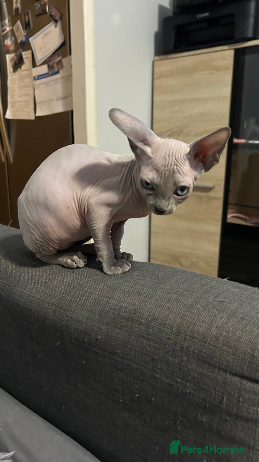 Sphynx cats for sale: Amazing boy. - Image 5