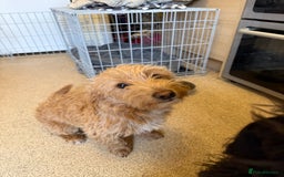 Jackapoo dogs for sale: Jackapoo puppies for sale  - Image 4