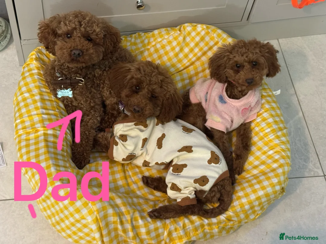 Toy Poodle dogs for sale: Tiny pure dark red toy poodles boy and girls  - Advert 7