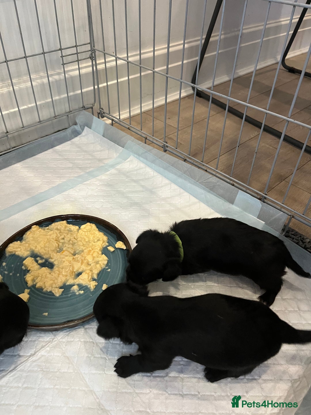 Mixed Breed dogs for sale: Malchi pups available  - Advert 23