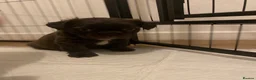 French Bulldog dogs for sale: 🐾 FLUFFY FRENCHIE GIRLS 🐾  - Advert 22