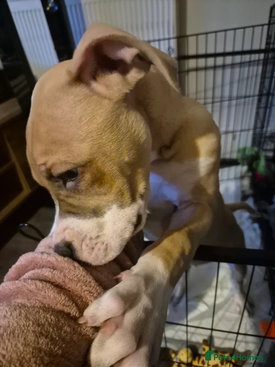 American Bulldog dogs for sale: Beautiful little girl left - Advert 6