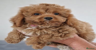 Cavapoochon dogs - Advert 8