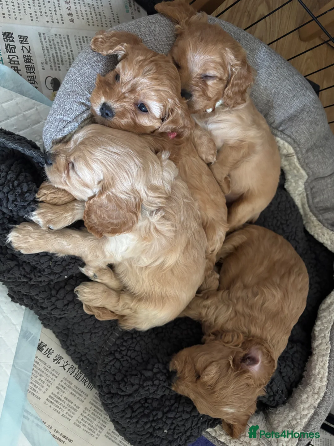 Cavapoo dogs for sale: F1 cavapoo in Gravesend - Advert 21