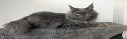 Maine Coon cats for sale: Stunning Maine coon kittens - Advert 23